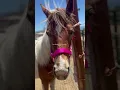 Download Lagu Day in The Life, Horses in Utah #dayinthelife #horses #utah