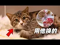 Download Lagu 用撿來的小浪貓換了一箱鹵鴨頭，味道好極了｜李喜貓