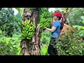 Download Lagu VOLLEDIGE VIDEO: Bananen oogsten voor de verkoop, tuinnetten kopen | @daianfarm