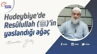 Hudeybiye'de Resûlullah (ﷺ)'in yaslandığı ağaç