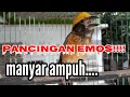 Download Lagu manyar gacorrr panggil lawan auto nyauuuut untuk pancingan Manyar macet \u0026 bahan.@Kicauaustrong