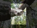 Download Lagu This jungle is full of giant pythons #movie #film