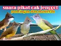 Download Lagu suara pikat cucak jenggot || ampuh untuk pancingan dan  masteran
