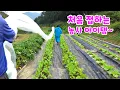 Download Lagu 처음 접하는 농사 아이템~