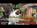 Download Lagu SUARA burung Kutilang Gacor NGGARUDA TARUNG ampuh untuk pikat Kutilang gacor dan Masteran Kutilang