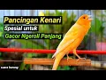 Lagu PANCINGAN KENARI GACOR DURASI PANJANG, SANGAT AMPUH CETAK KENARI PAUD NGERIWIK SAJA CEPAT NGEPLONG