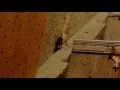 Huge Indiana Spider