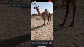 امسيه فرديه الراشدي 