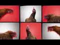 J Geco - The Chicken Song (10 years anniversary)