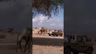 البل البل عطايا الله ومورث اهلنا   صالح ال مانعه دندنها
