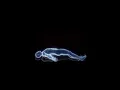 Kali Uchis | I wish you roses (sped up)