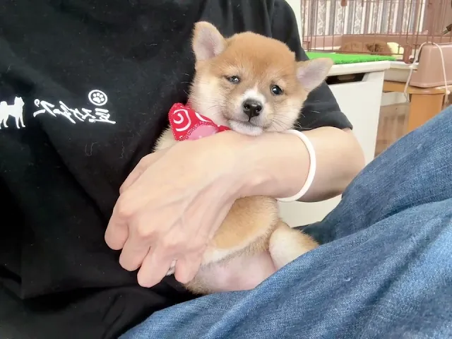 動画