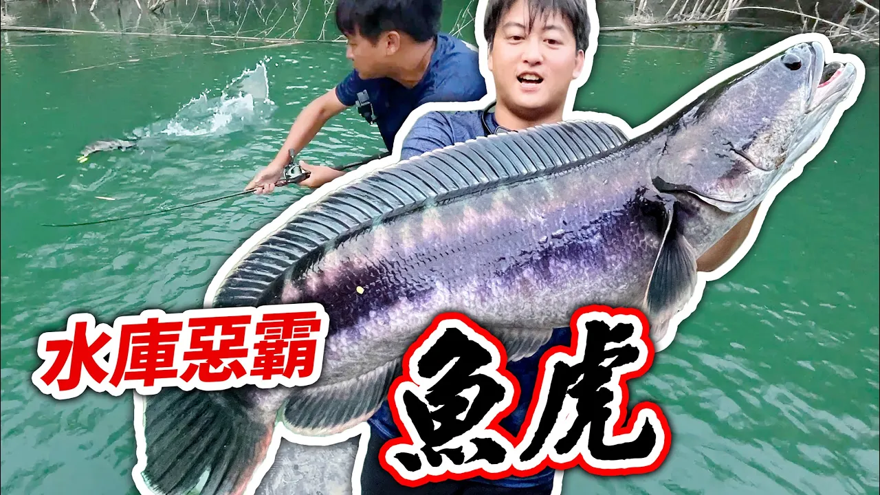 魚虎連續爆水花水庫惡霸咬死你為止! 原來原生種都是這樣被吃光的 #路亞 #MancingIkan #魚虎 #つり 【跟我去釣魚】