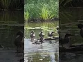 Download Lagu Baby Ducks All Grown Up