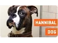 Boxer Dog Gives Some Serious Side Eye