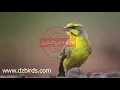 Download Lagu تغريد سورا موزمبيق اكثر من 8 ساعات متواصلة لتسميع الفراخ و التزاوج.