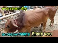 Download Lagu বসুনিয়া গরুর হাটে ৫০/৫৫/৬০/ হাজার টাকা মধ্যে পালনের জন্য ষাঁড় গরু ক্রয় করুন। Cow Bajar।