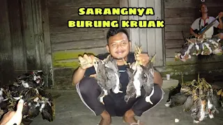 Download Suara ruak-ruak pemikat paling ampuh ... Bikin ruak berdatangan MP3