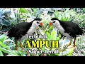 Download Lagu SUARA RUAK RUAK AMPUH TERBARU ANTI ZONK 