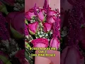 Download Lagu #roses#pinkroses