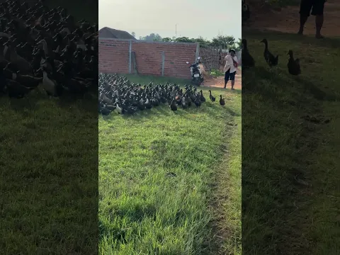 100K ducks in the road