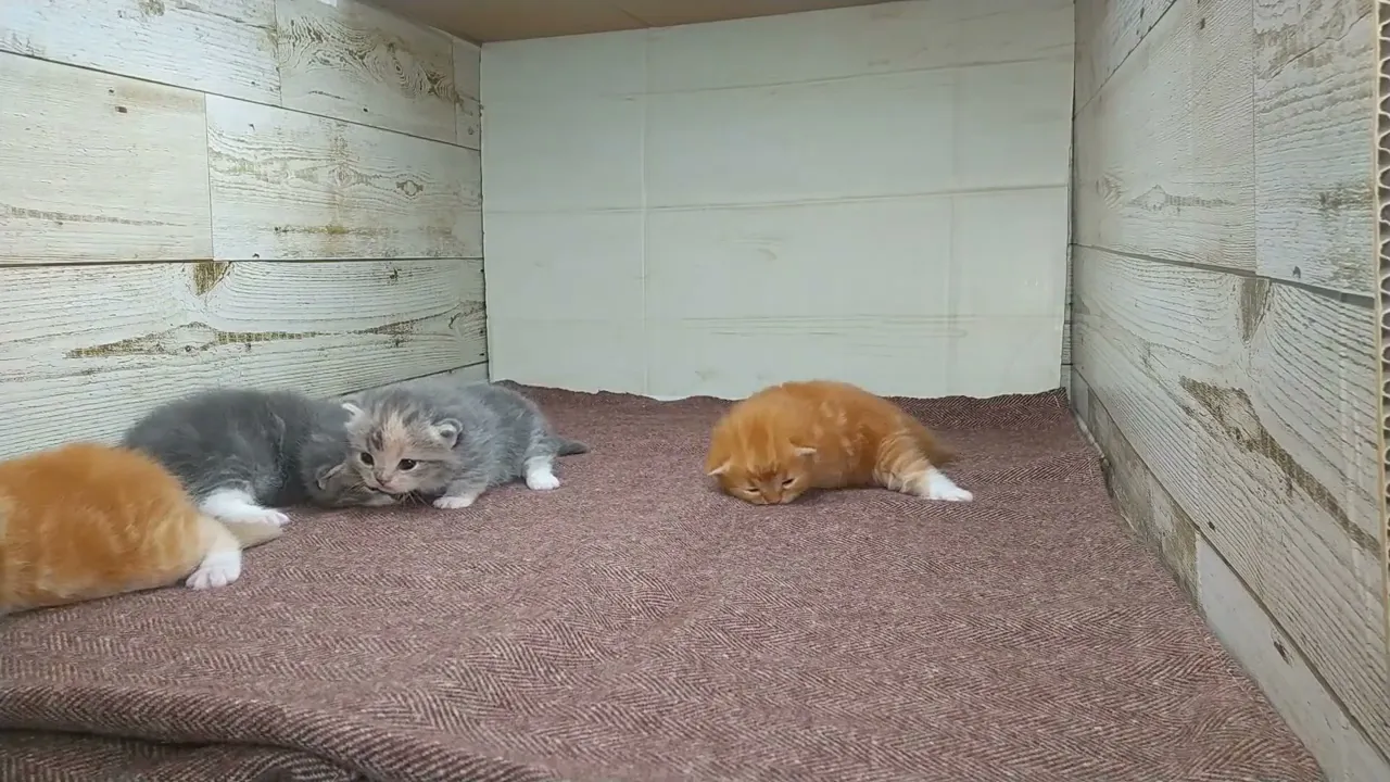 動画