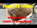 Lagu Cara meloloh burung glatik belong/ pipit cukup 2x sehari