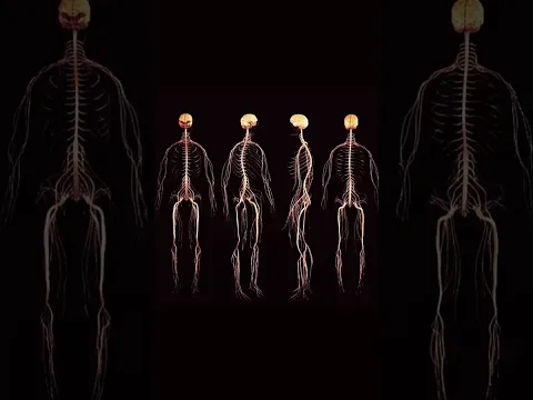 Nerve Mobilization Exercises (Nerve Flossing)