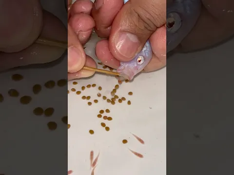 She’s Giving Birth! 🐟👶 White Princess Cichlid Welcomes Her Babies! 💕🐠✨ #fish