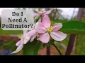 Before You Buy Fruit Trees Know THIS One Thing Pollination For Apple Trees