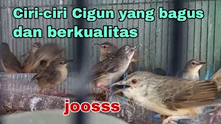 Download Cara memilih burung ciblek gunung dari ombyokan di jamin dapat yang memiliki mental baja MP3