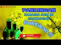 Lagu PANCINGAN CUCAK IJO DI LAPANGAN PERLOMBAAN !! BUKTIKAN@mackicau