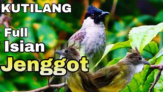 Download Masteran Kutilang Full ISIAN CUCAK JENGGOT || Masteran Kutilang Isian Mewah MP3