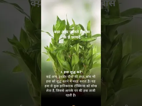 🌿 घर की खूबसूरती और पॉजिटिव एनर्जी का खजाना