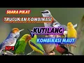 Download Lagu SUARA PIKAT TRUCUKAN RIBUT KOMBINASI KUTILANG KOMBINASI MAUT SANGAT MEMPESONA MP3 SUARA JERNIH