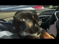 ADOPTED Chase - German Shepherd Available for Adoption in Virginia Beach VA