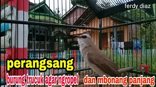 Download Perangsang suara burung trucuk agar cepat ngropel dan mbonang panjang MP3