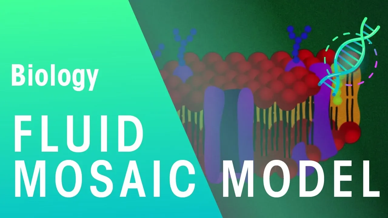 Fluid mosaic model | Cells | Biology | FuseSchool
