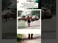 Download Lagu Uniknya Pedagang Kaki Lima jaman dulu, pada masa sebelum indonesia merdeka (1930-an)