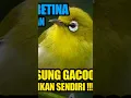 Download Lagu call pleci betina manggil jantan #plecibuxtoni #plecigacor #pleciwiksar #plecingeriwik #pleci