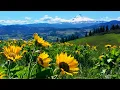 Download Lagu Relaxing Meadow with Ambient Nature Sounds, Wildflowers, and Mountain View - 8 Hours