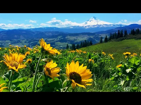 Download MP3 Relaxing Meadow with Ambient Nature Sounds, Wildflowers, and Mountain View - 8 Hours