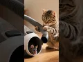 Download Lagu kucing lucu nyedot tikus🤣🤣#short #videolucu #funny #kucing