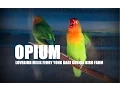 Download Lagu SUARA BURUNG : Love Bird Opium Milik Ferry Yong Ngekek Panjang Juara Nasional