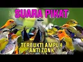 Download Lagu Suara Pikat Semua Burung Kecil Auto Rame Kalo Putar Mp3 Ini