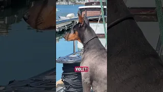 Learning to use the gimbal .. #fyp #dream #doberman #pets #youtube