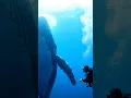 Download Lagu Giant Blue Whale Ascends Toward the Ocean Surface #calmwhale #ocean #shortsvideo #nature #underwater