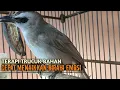 Download Lagu Trucuk BETINA memanggil Jantan Suara Birahi Ngecuplik 100% pancingan trucukan gacor agar BUNYI EMOSI