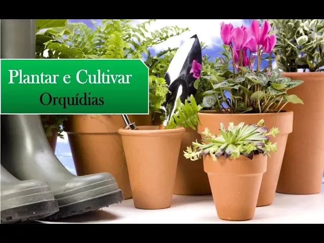 COMO CUIDAR DE ORQUÍDEAS DOENTES COM FUNGOS