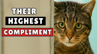 10 deepest compliments your cat gives only when they truly love you